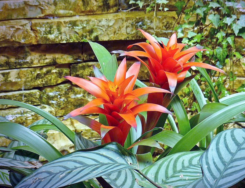 Bromelia Soorten En Verzorging MijnPlant