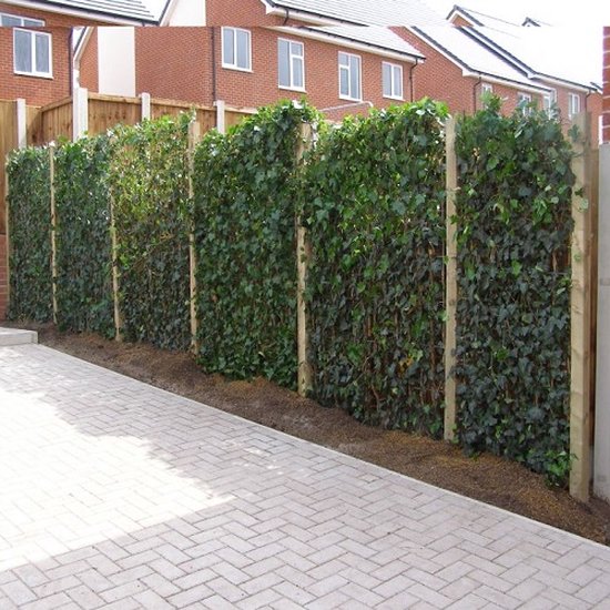 12 x Hedera Hibernica 75/100cm (Klimop): 12 halen, 9,5 betalen! | 12 Klimplanten - Groen - Groenblijvend/Wintergroen en Winterhard (voor 2 strekkende meter 100% privacy haag)