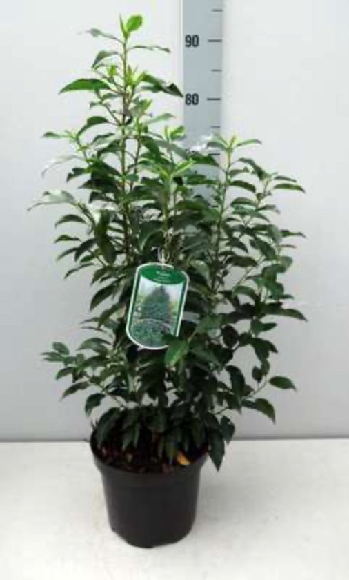 1 x Prunus lusitanica - PORTUGESE LAURIER , PORTUGESE LAURIERKERS 50 - 60 cm in pot
