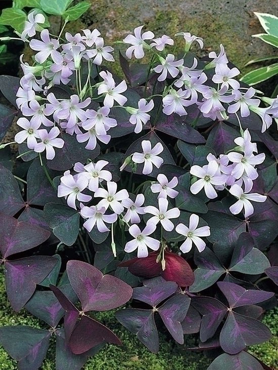 200x Klaverzuring 'Oxalis triangularis' - BULBi® Bloembollen met bloeigarantie