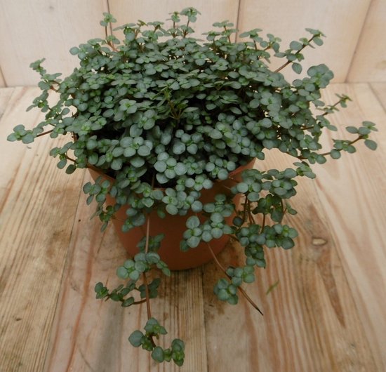 2 stuks! Kamerplant Chique Pilea Glauca