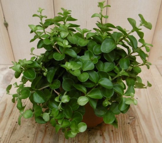 2 stuks! Peperomia rotundifolia Eden Collection