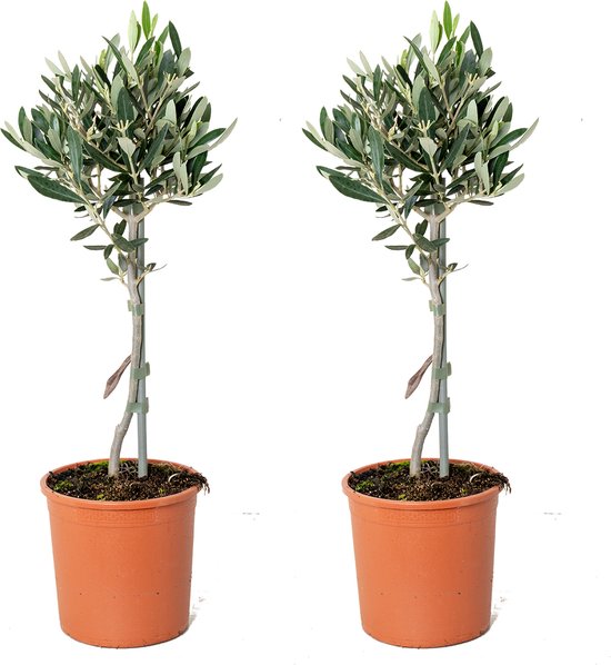 2x Olea europaea – Olijfboom op stam – Boom – Winterhard - ⌀14 cm - 40-50 cm