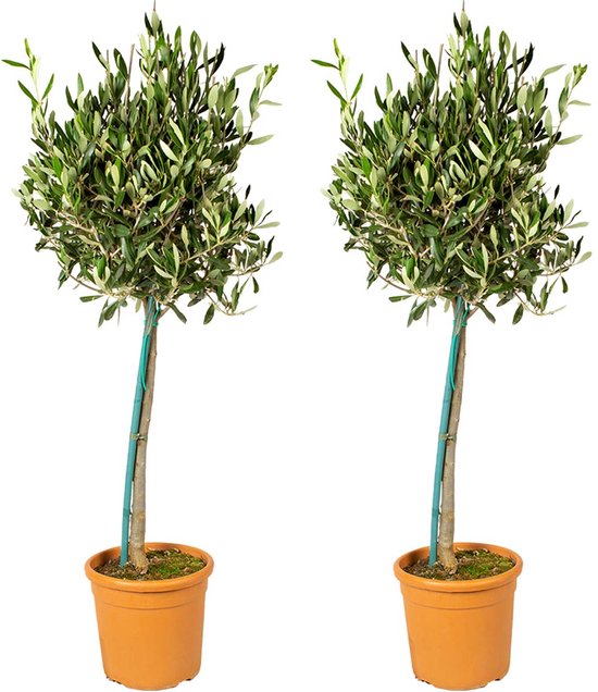 2x Olea Europaea – Olijfboom op stam – Boom – Winterhard - ⌀19 cm - 80-90 cm