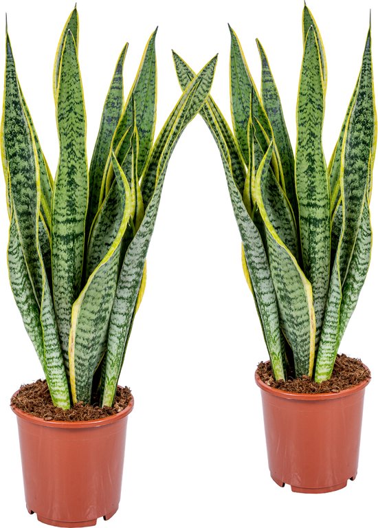 2x Sansevieria 'Laurentii' XL – Vrouwentong – Succulent – Onderhoudsvriendelijk – ⌀17cm – 55-65 cm