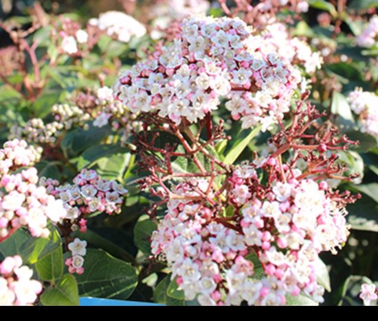 2 x Viburnum tinus 'Lisa Rose'® - Sneeuwbal 25- 30 cm in pot