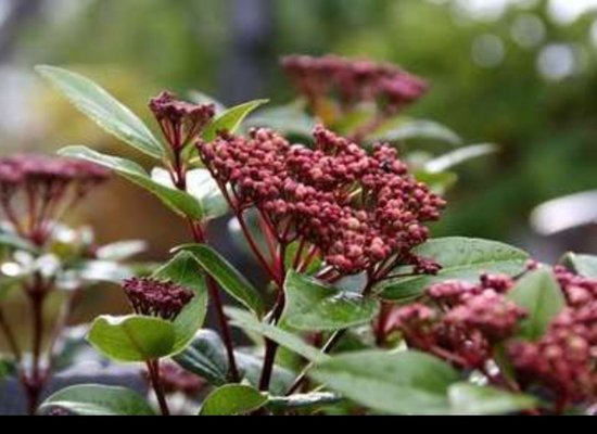 2 x Viburnum tinus 'Spirit'® ('anvi'®) - Sneeuwbal 'Spirit' 25- 30 cm in pot