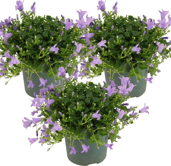 3x Campanula 'Ambella Lavender'- Klokjesbloem - Bodembedekker - Winterhard - ⌀10,5 cm - 15-20 cm