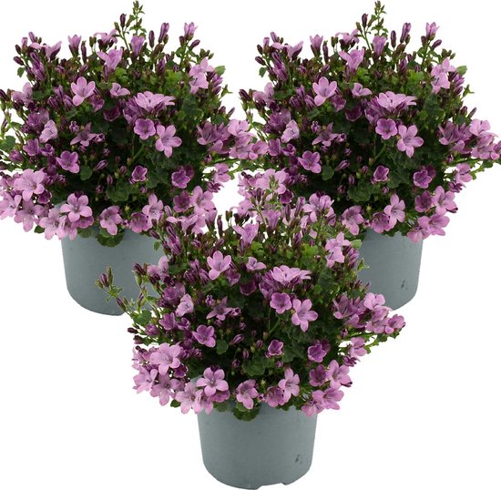 3x Campanula 'Ambella Pink' - Klokjesbloem - Bodembedekker - Winterhard - ⌀10,5 cm - 10-15 cm
