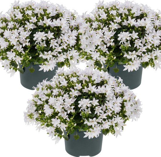 3x Campanula 'Ambella White'- Klokjesbloem - Bodembedekker - Winterhard - ⌀10,5 cm - 10-15 cm