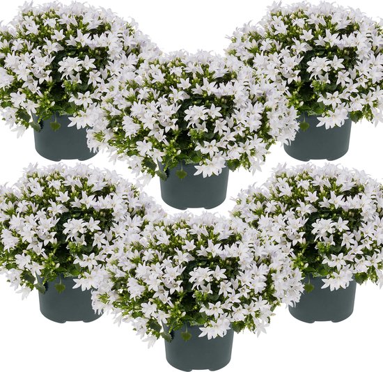 6x Campanula 'Ambella White'- Klokjesbloem - Bodembedekker - Winterhard - ⌀10,5 cm - 10-15 cm