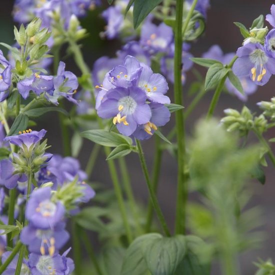6x Jaccobsladder (Polemonium reptans 'Blue Pearl') - P9 pot (9x9)
