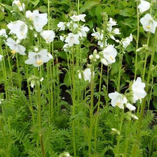 6x Jacobsladder (Polemonium caeruleum 'Album') - P9 pot (9x9)