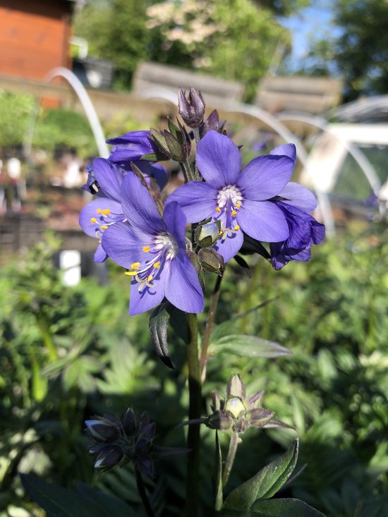6 x Polemonium 'Bressingham Purple' - Jacobsladder - P9 Pot (9 x 9cm) - Dima Vaste Planten