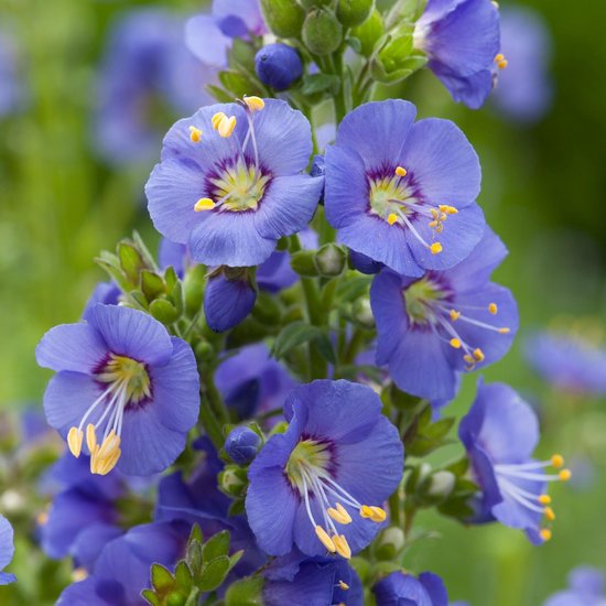 6 x Polemonium Caeruleum - Jakobsladder Pot 9x9 cm - Blauwbloeiende Cottageplant