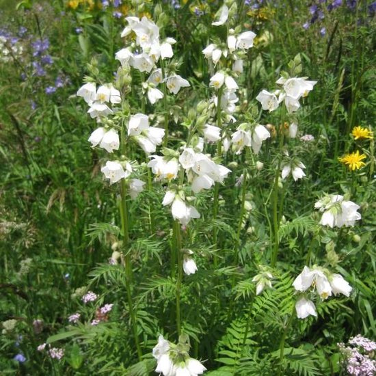 6 x Polemonium Caeruleum 'Album' - Jakobsladder Pot 9x9 cm - Witbloeiende Vaste Plant