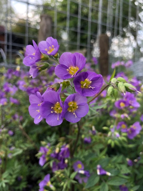 6 x Polemonium caeruleum 'Lambrook Mauve' - Jacobsladder - P9 Pot (9 x 9cm) - Dima Vaste Planten