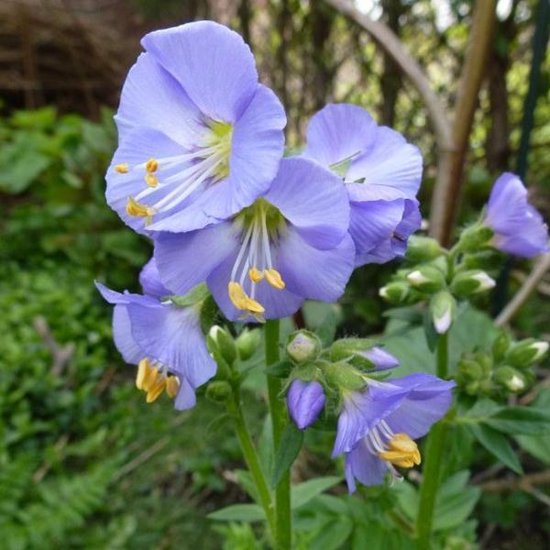 6 x Polemonium Reptans 'Blue Pearl' - Jakobsladder pot 9x9cm, blauw bloeiend en bodembedekkend
