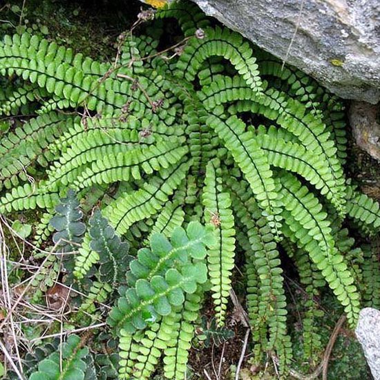6x Steenbreekvaren - Asplenium trichomanes - Pot 9x9cm