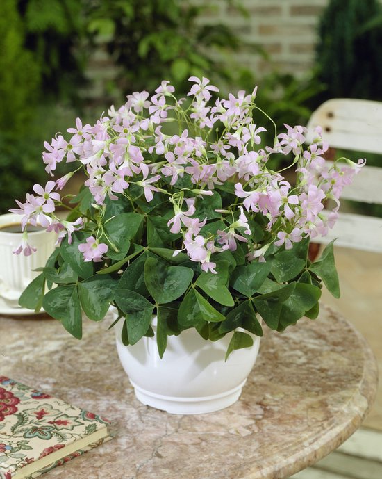 80x Klaverzuring 'Oxalis fanny triangularis' - BULBi® Bloembollen met bloeigarantie