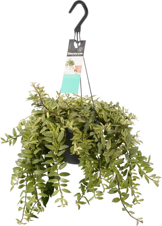 Aeschynanthus