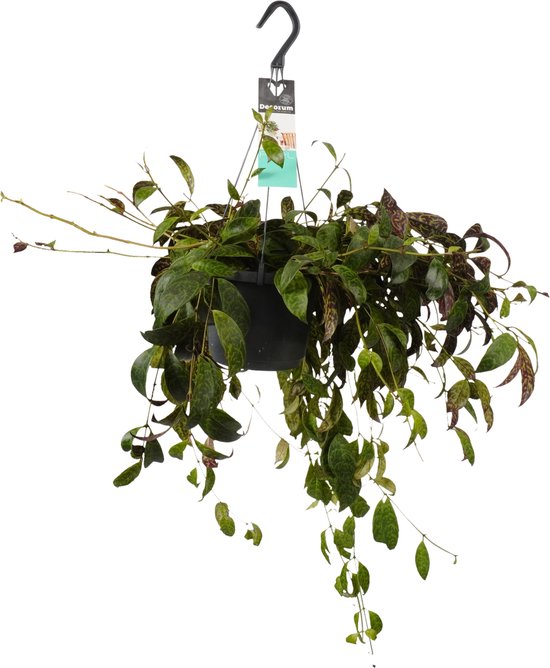 Aeschynanthus marmoratus
