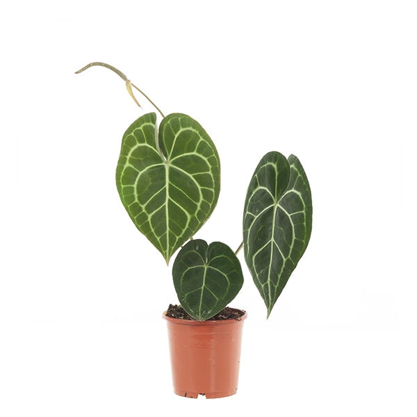 Anthurium Clarinervium (Aderplant) - P 12 cm