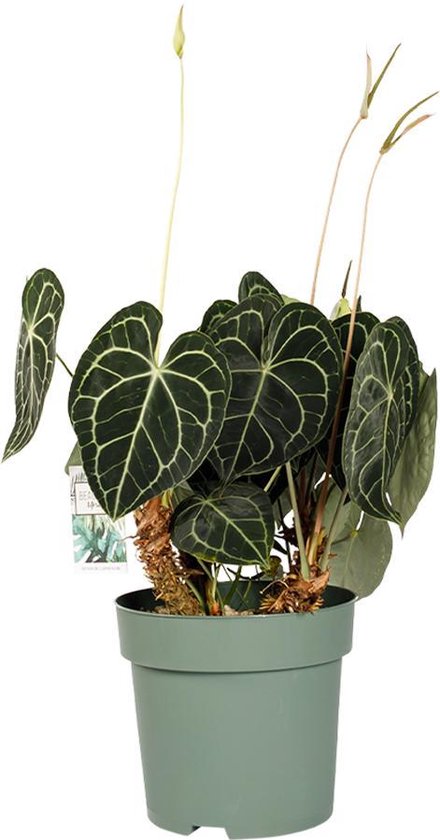 Anthurium Clarinervium XXL 70cm hoog Ø30cm