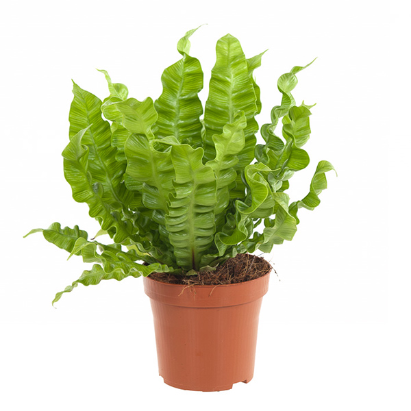 Asplenium Crispy Wave (Nestvaren) - P 12 cm