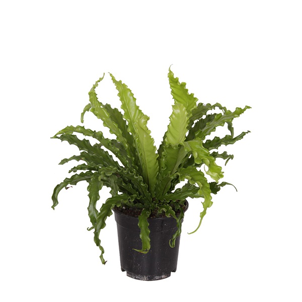 Asplenium Nidus 'Osaka' P 17 cm