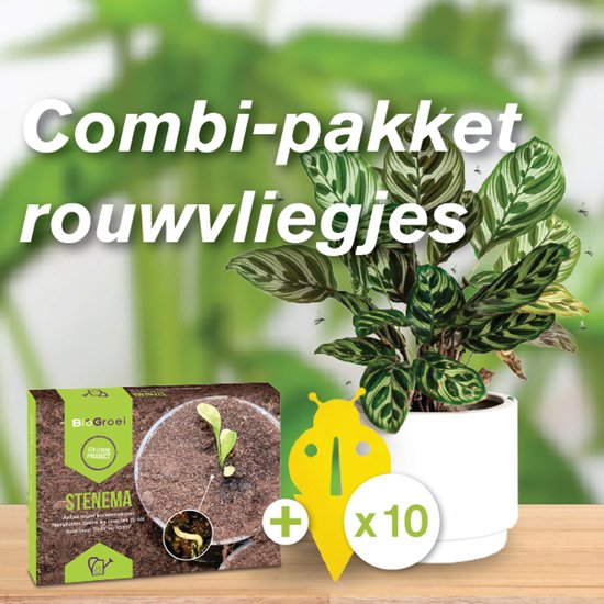 Biogrowi combipakket tegen rouwvliegjes - Aaltjes tegen rouwvliegjes 10m² + 10 gele vangplaten - varenrouwmug bestrijdingspakket