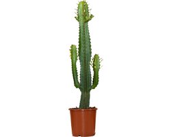 Bloomique - Euphorbia Acrurensis - Cactus Plant - Cowboy Cactus - Kamerplanten - ± 60cm hoog - 17cm diameter - in Kweekpot