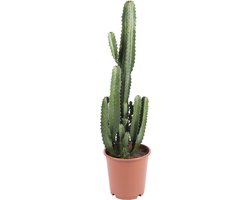 Bloomique - Euphorbia Acrurensis - Wolfsmelk - Cactus - Kamerplanten - Gemakkelijk in onderhoud - Pot 24cm - 80-100cm Hoog