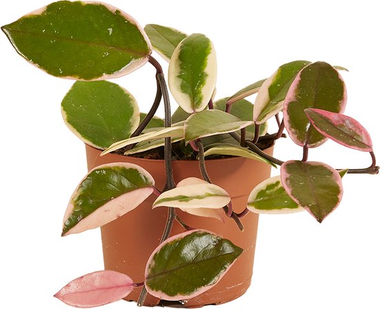 Bloomique - Hoya Flamingo - Wasbloem - Hangplant - Kamerplanten - Gemakkelijk Te Verzorgen - 15-20 cm Hoog - Pot 12 cm
