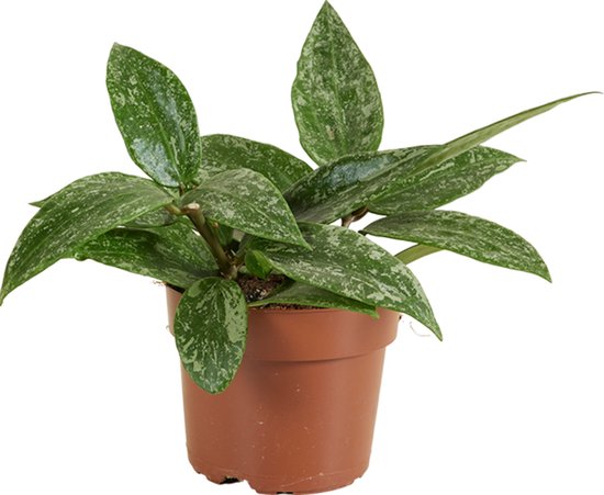 Bloomique - Hoya Rangsan - Wasbloem - Hangplant - Kamerplanten - Gemakkelijk Te Verzorgen - 15-20 cm Hoog - Pot 12 cm