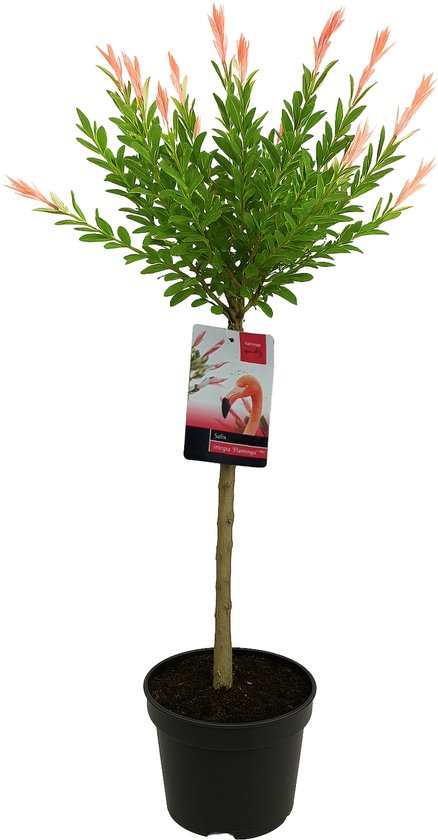 Bloomique - Salix Integra Flamingo - Bonte Wilg - Tuinplanten - Winterhard - 80-100 cm Hoog - Pot 19cm