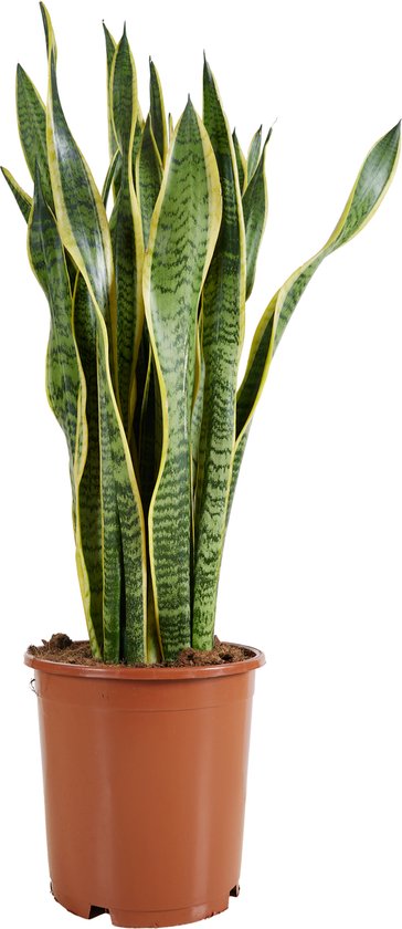 Bloomique - Sansevieria Laurentii - Vrouwentong - Kamerplanten - Luchtzuiverend - Zeer Gemakkelijk te Verzorgen - Pot 21cm - 70-90cm Hoog