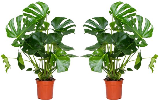Bloomique - Set van 2 - Monstera Deliciosa - Gatenplant - Kamerplanten - Luchtzuiverend - Gemakkelijk in onderhoud - 70-80 cm Hoog - Pot 21 cm
