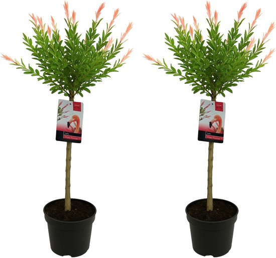 Bloomique - Set van 2 - Salix Integra Flamingo - Bonte Wilg - Tuinplanten - Winterhard - 80-100 cm Hoog - Pot 19cm