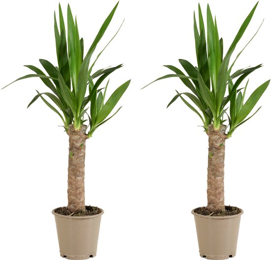 Bloomique - Set van 2 - Yucca Elephantipes - Palmlelie - Kamerplanten - Luchtzuiverend - Gemakkelijk in onderhoud - Pot 12cm - 35-45cm Hoog