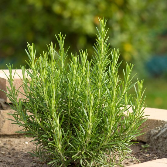 Bloomique - Set van 3 - Rosmarinus Officinalis - Rozemarijn Plant - Kruidenplanten - Tuinplanten - Winterhard - Hoogte 10-20 cm - Pot 9x9 cm