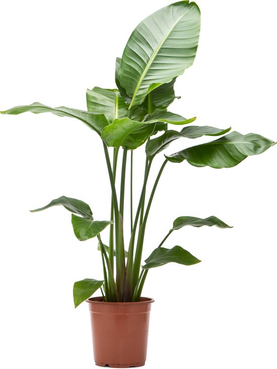 Bloomique - Strelitzia Nicolai - Paradijsvogelplant - Paradijsvogelbloem - Kamerplanten - Luchtzuiverend - Gemakkelijk in onderhoud - Pot 21cm - 90-110cm Hoog