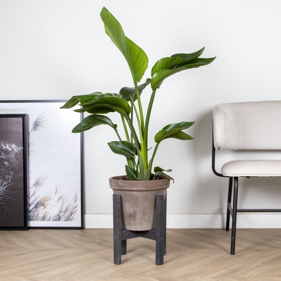 Bloomique - Strelitzia Nicolai - Paradijsvogelplant - Paradijsvogelbloem - Kamerplanten - Luchtzuiverend - Gemakkelijk in onderhoud - 70-80 cm Hoog - 17 cm Pot