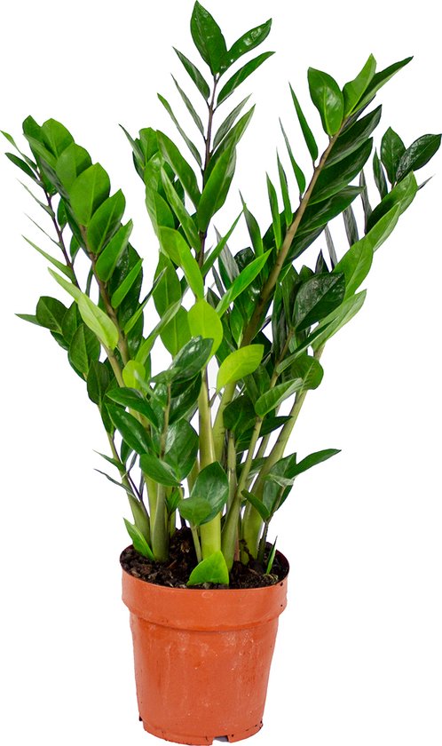 Bloomique - Zamioculcas Zamiifolia - Glücksfeder - Zimmerpflanzen Groß - Sehr Pflegeleicht - Luftreinigend - Höhe 50-60 cm - Topf 17 cm
