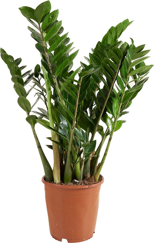 Bloomique - Zamioculcas Zamiifolia - Kamerpalm - ZZ Plant - Kamerplanten - Luchtzuiverend - Zeer Gemakkelijk in onderhoud - Pot 21cm - 75-85cm Hoog