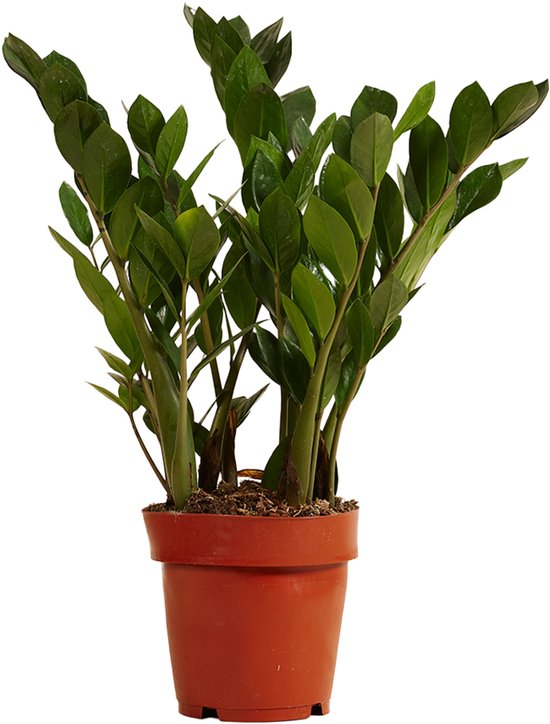 Bloomique - Zamioculcas Zamiifolia - Kamerpalm - ZZ Plant - Kamerplanten - Luchtzuiverend - Zeer Gemakkelijk in onderhoud - 30-40cm Hoog - Pot 12cm