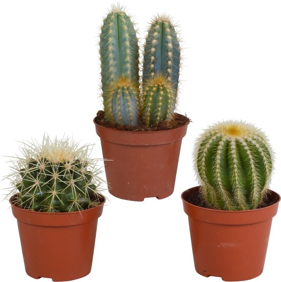 Botanicly — Cactus Mix 3 Planten | Hoogte 18cm | Klassieke Mix van 3 Verschillende Cactussen van Hoge Kwaliteit van de Kwekerij