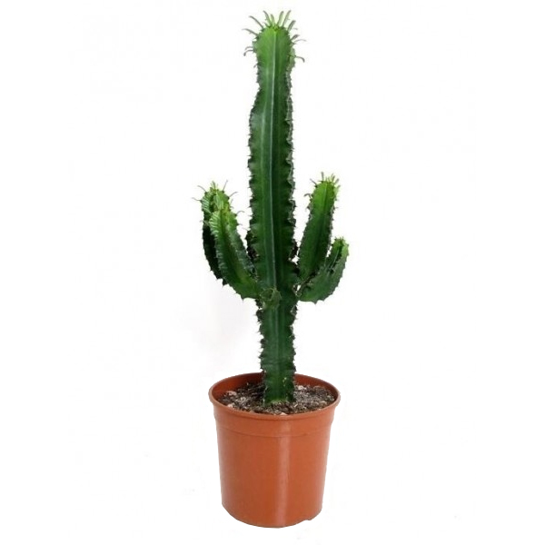 Cactus (Euphorbia Erytrea Ingens) P 19 cm