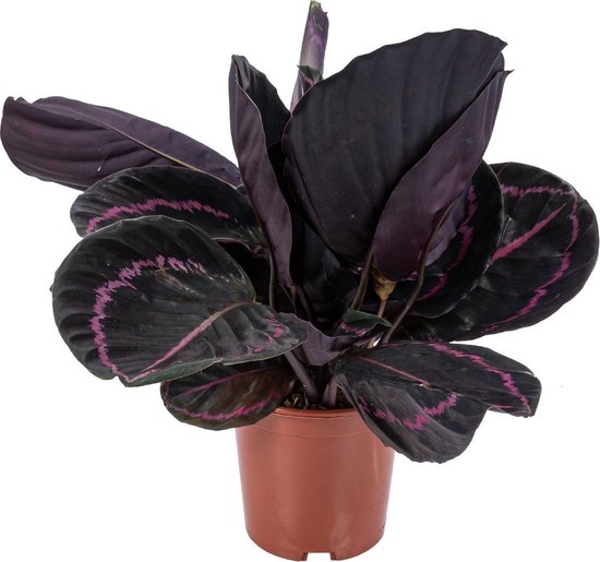 Calathea 'Dottie' per stuk | Luchtzuiverende kamerplant in kwekerspot ⌀14 cm - ↕50 cm