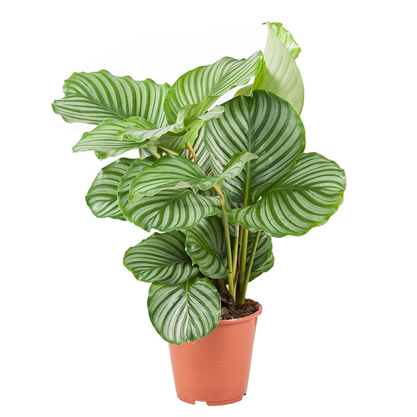 Calathea Orbifolia (interieurplant) - P 19 cm